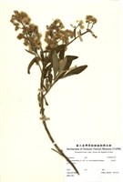 藏品(艾納香)的圖片